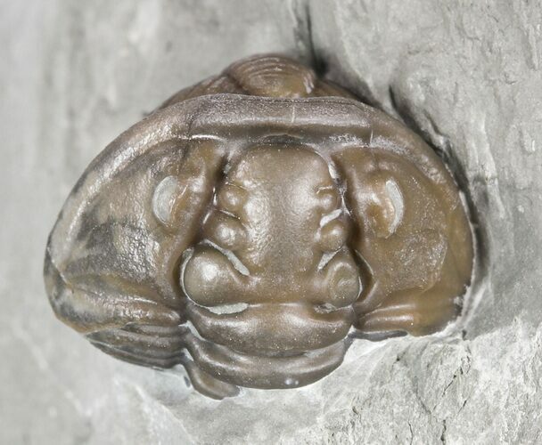 Wide, Enrolled Flexicalymene Trilobite In Shale - Ohio #55434